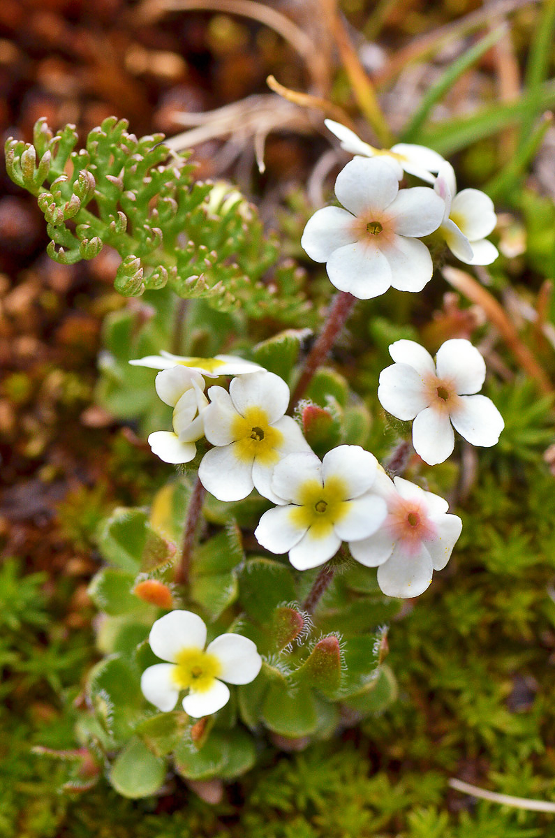 Image of Androsace lehmanniana specimen.