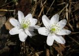 Anemone altaica