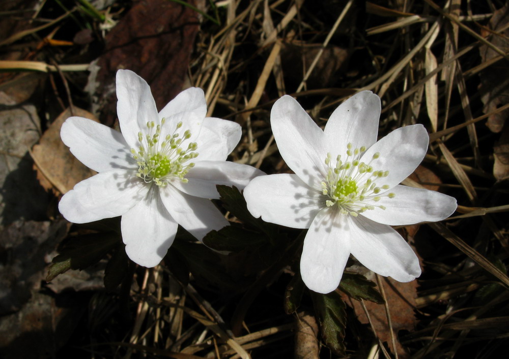 Image of Anemone altaica specimen.