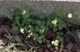 Veronica cymbalaria. Цветущее растение. Израиль, Голанские высоты, обочина дороги. 22.03.2008.