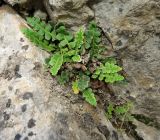 Ceterach officinarum