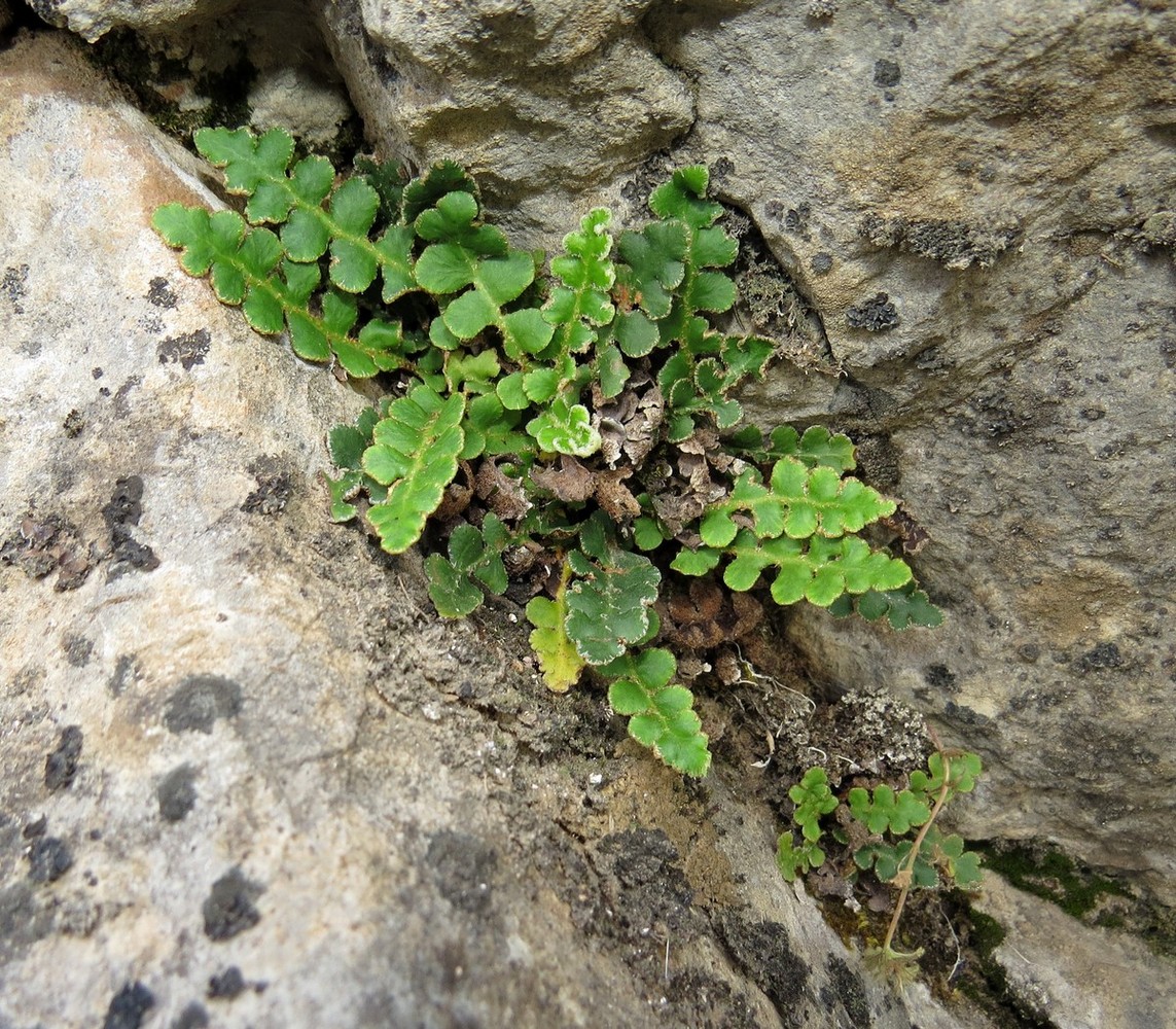 Image of Ceterach officinarum specimen.