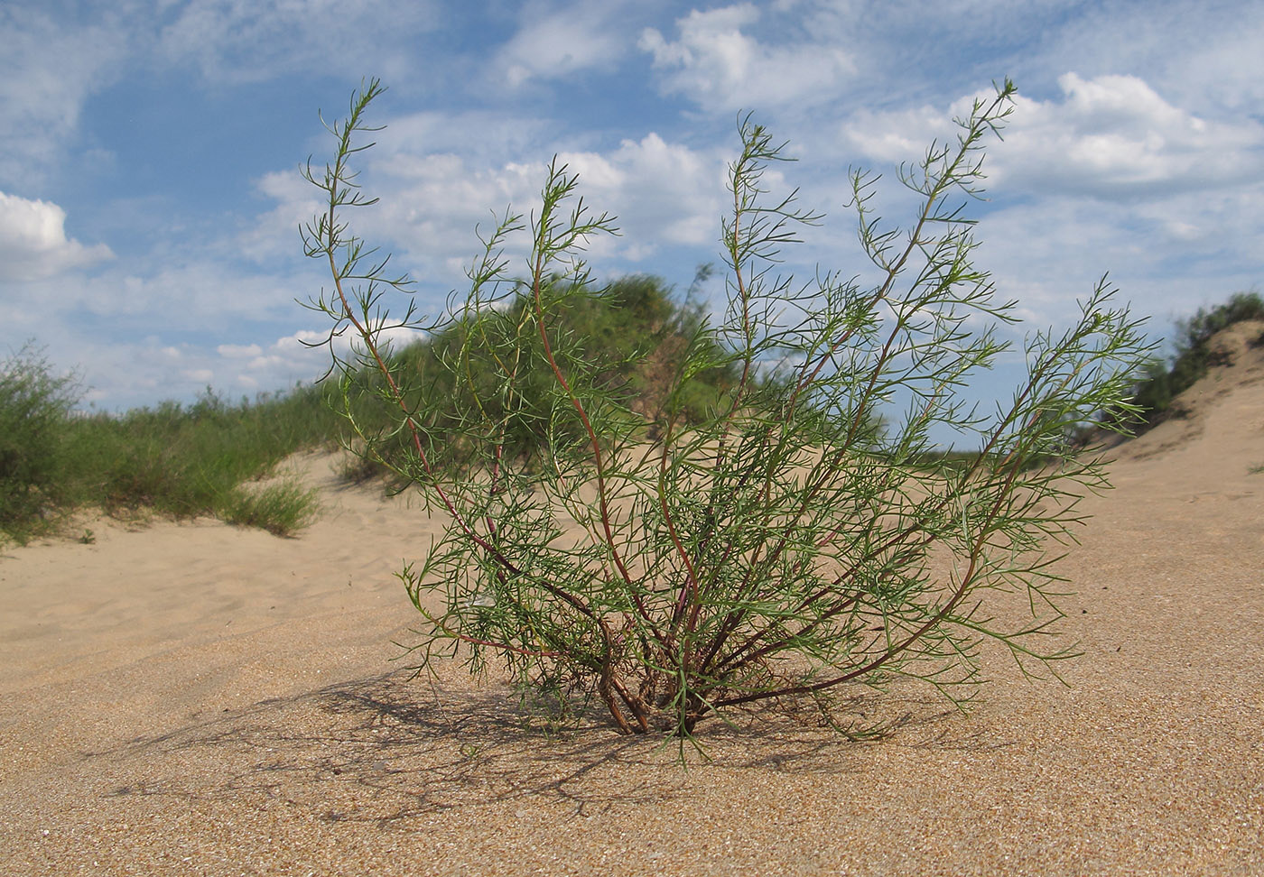 Image of Artemisia arenaria specimen.