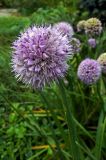 Allium nutans