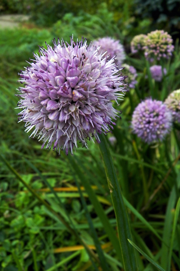Image of Allium nutans specimen.