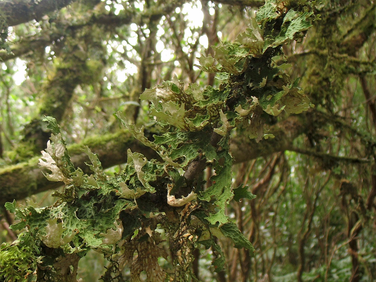 Image of genus Lobaria specimen.