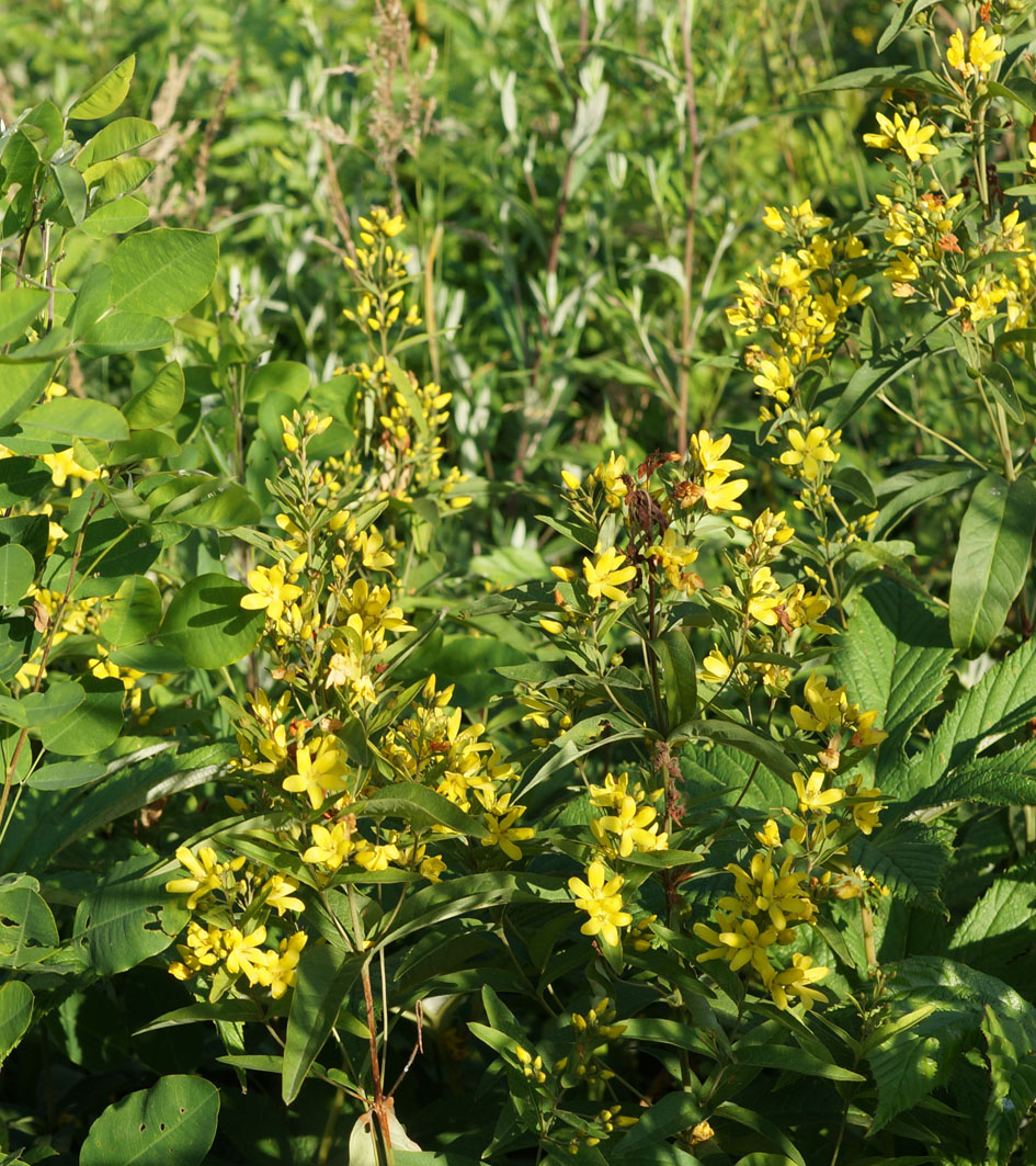 Image of Lysimachia davurica specimen.