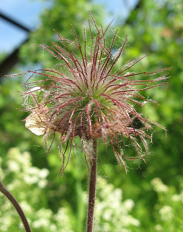 Изображение особи Geum rivale.