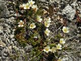 Diapensia obovata