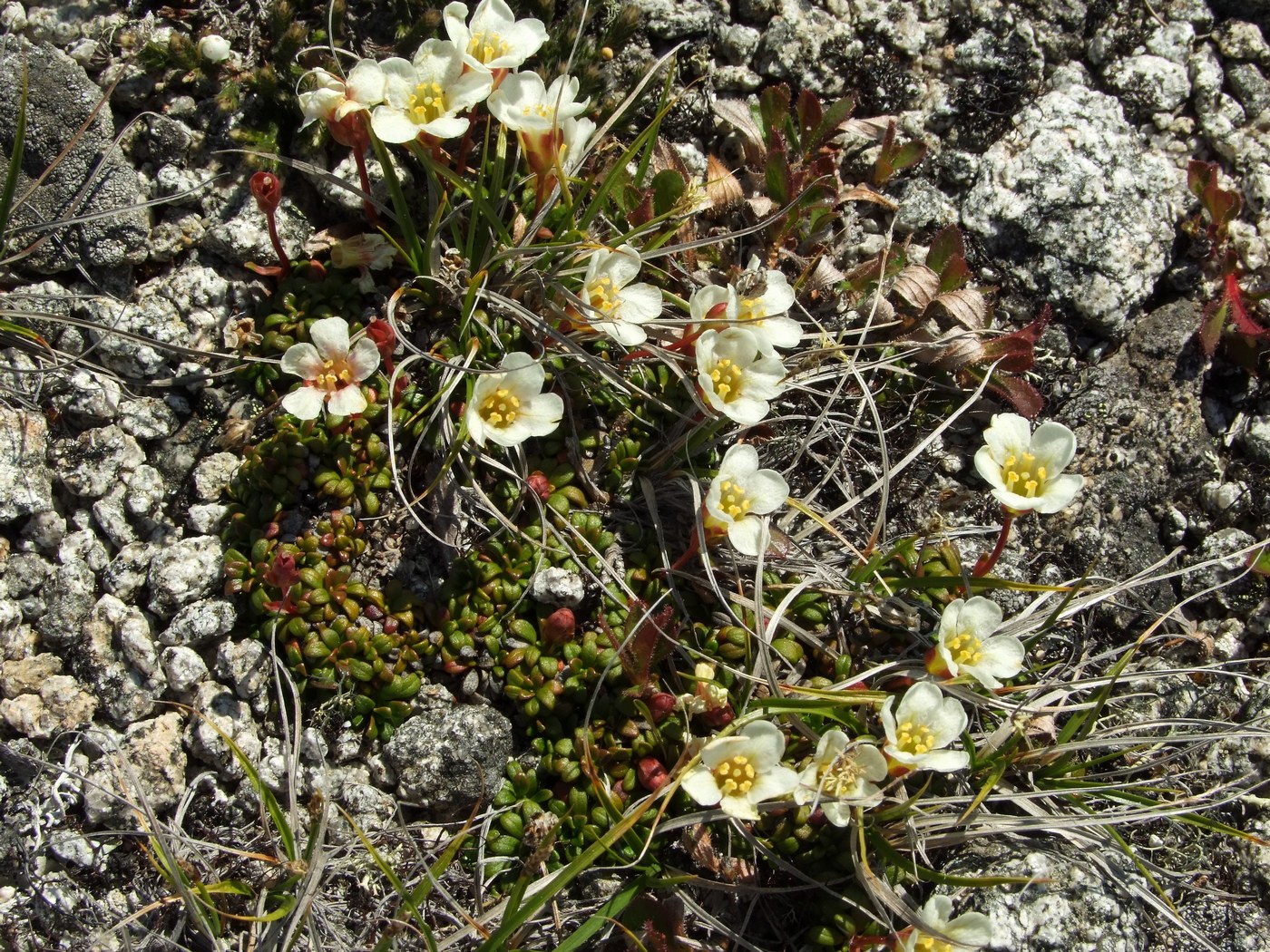 Image of Diapensia obovata specimen.