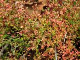Koenigia islandica