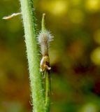 Rapistrum rugosum