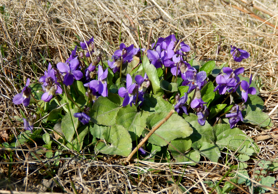 Image of Viola hirta specimen.
