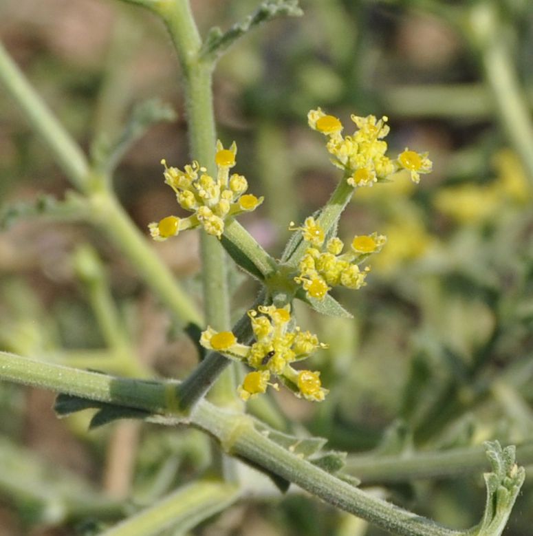 Image of Echinophora sibthorpiana specimen.