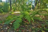 Dryopteris filix-mas. Взрослое растение. Украина, Киевская обл., г. Киев. 17.09.2016.