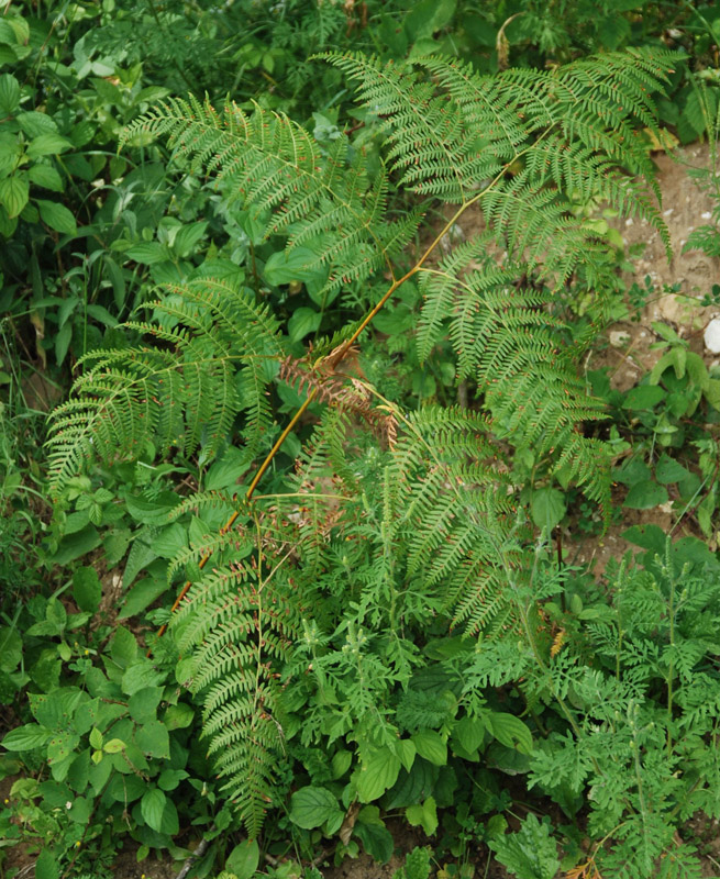 Image of Pteridium tauricum specimen.