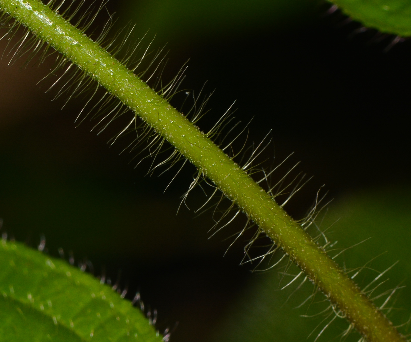 Изображение особи Miconia crenata.