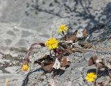 Tussilago farfara