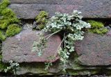 Asplenium ruta-muraria. Взрослое спороносящее растение. Краснодарский край, г. Краснодар, в кладке цоколя дома. 18.03.2017.