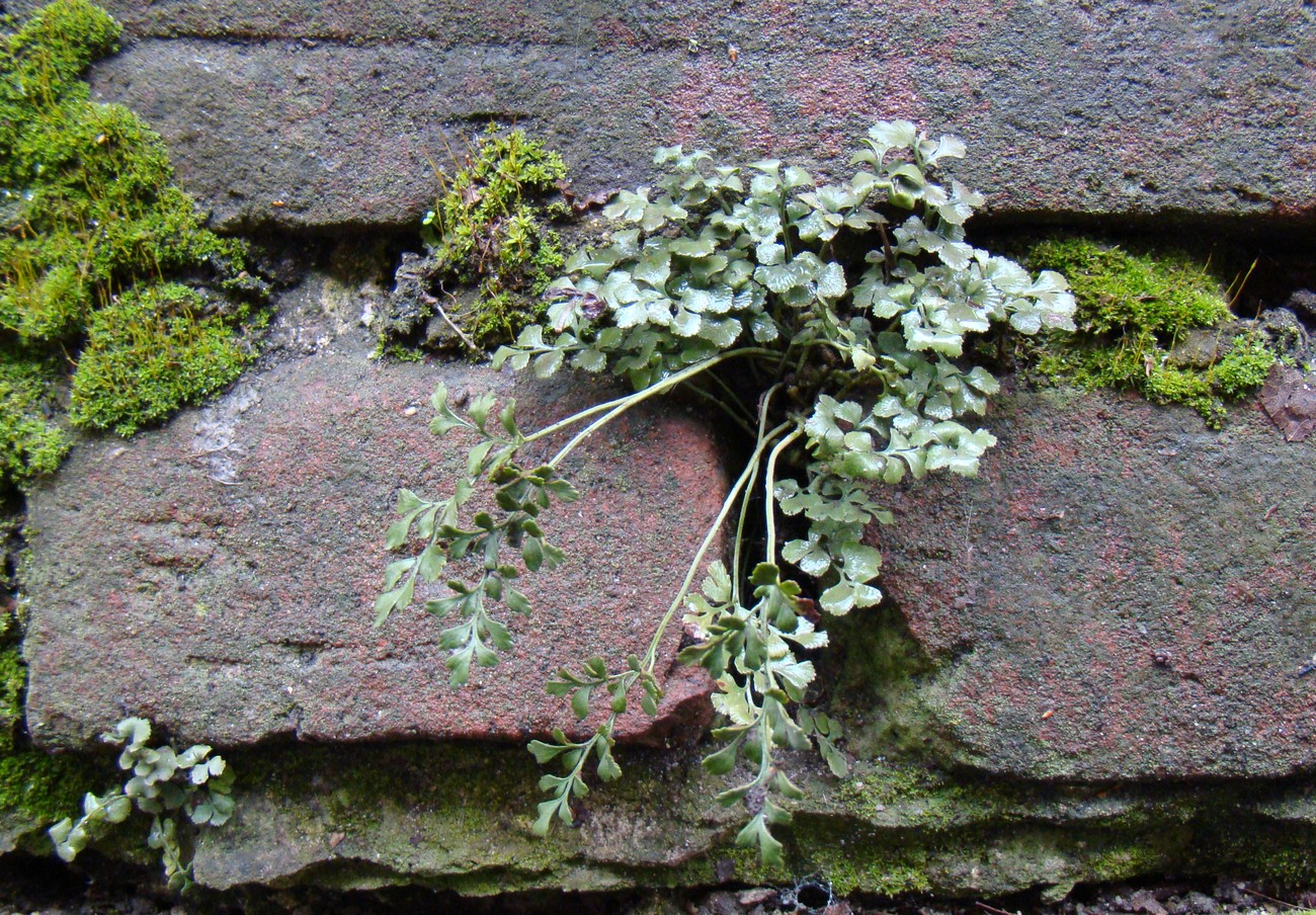 Изображение особи Asplenium ruta-muraria.