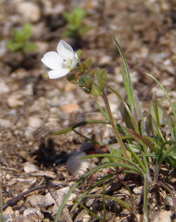 Image of Veronica praecox specimen.