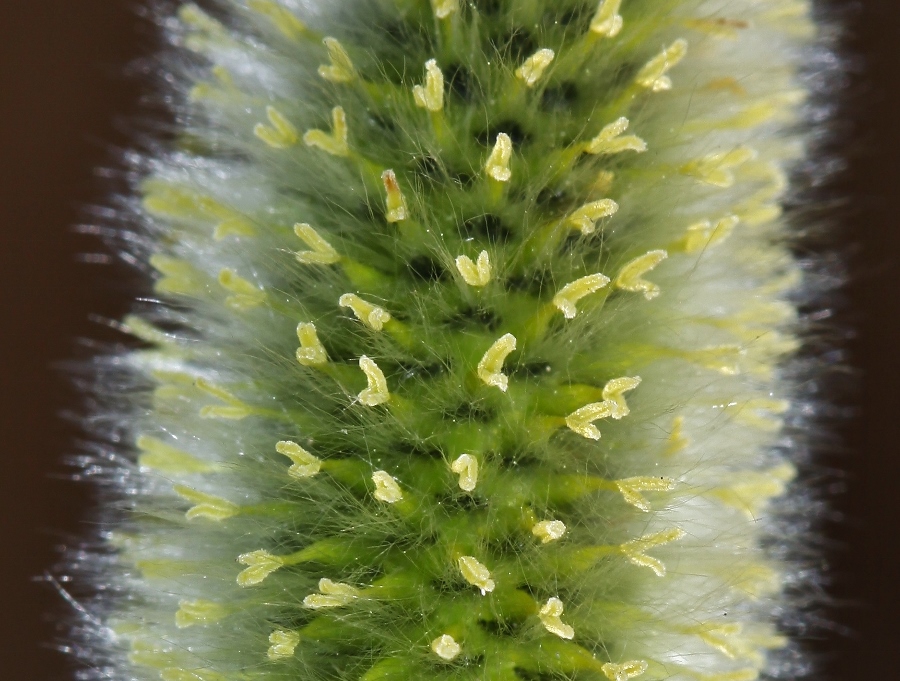 Image of Salix rorida specimen.