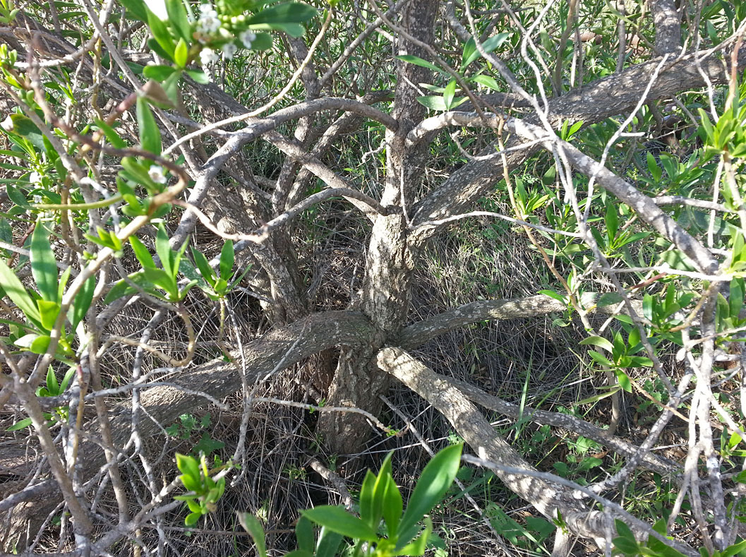 Изображение особи Myoporum acuminatum.