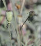 Papaver laevigatum