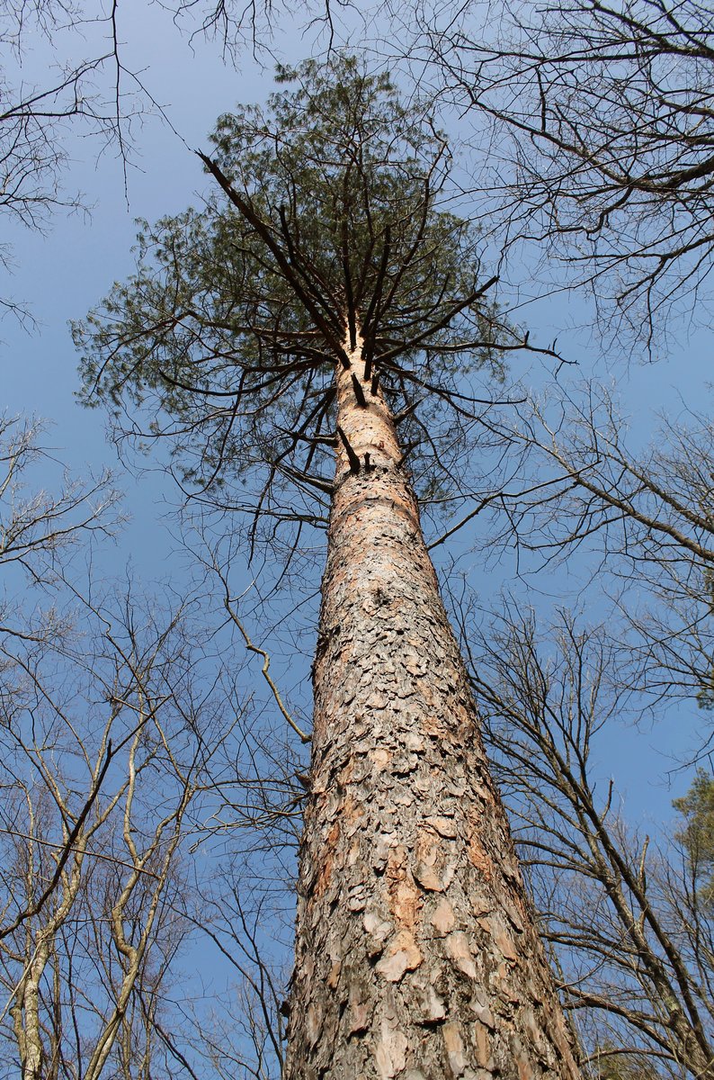 Image of Pinus sylvestris ssp. hamata specimen.