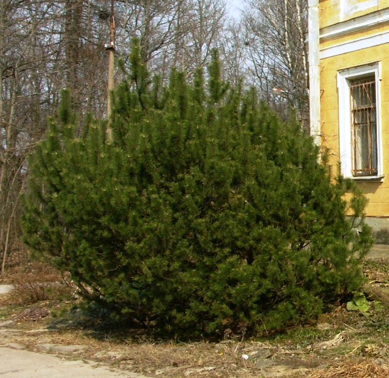 Изображение особи Pinus mugo.