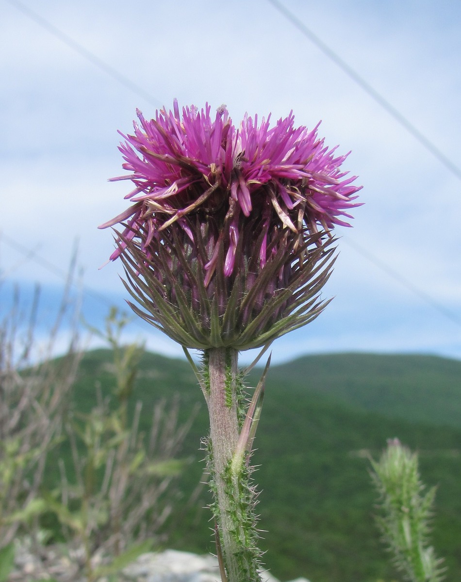 Image of genus Carduus specimen.