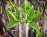 Philadelphus coronarius. Молодые, развивающиеся листья. Пермский край, г. Пермь, Кировский р-н, садовый участок, в культуре. 20.05.2017.