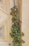 Oxalis corniculata. Цветущие растения. Италия, обл. Тоскана, г. Сиена, в мраморной кладке фонтана. 10 сентября 2014 г.