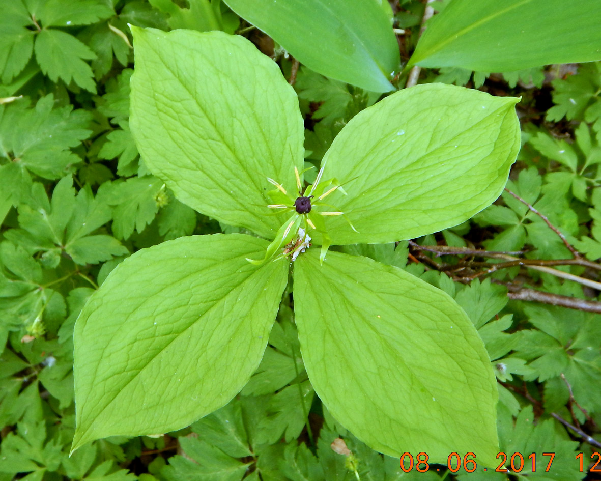 Изображение особи Paris quadrifolia.