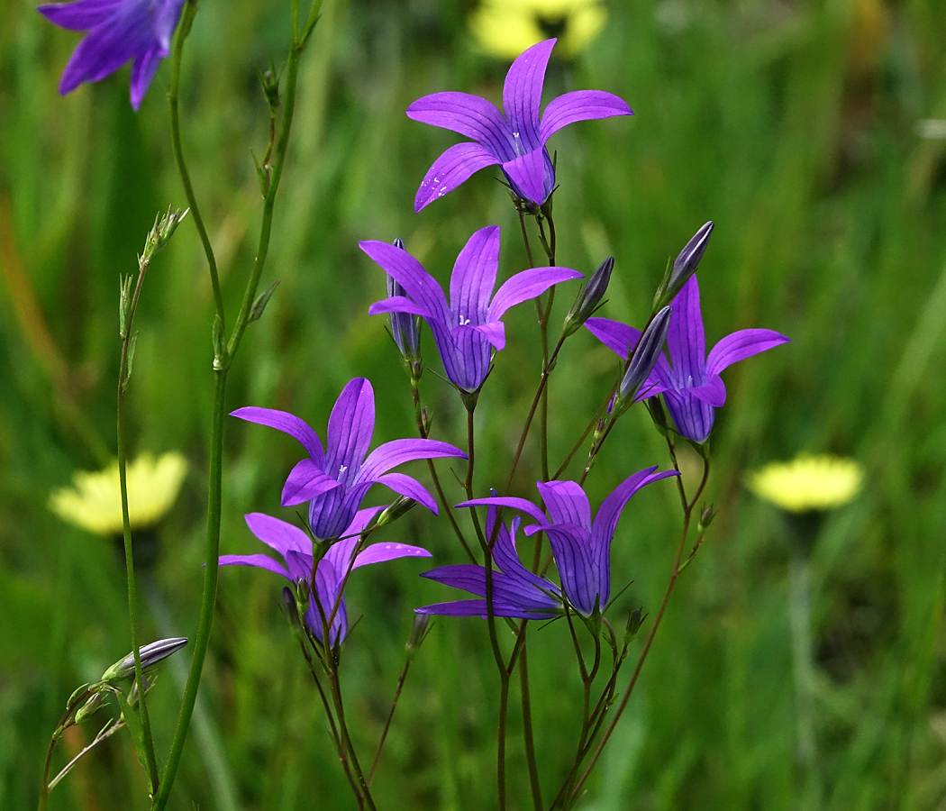 Image of Campanula patula specimen.