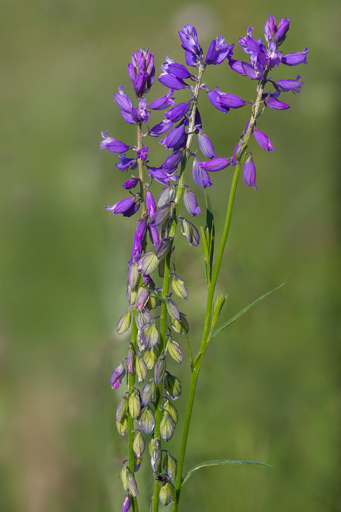 Изображение особи Polygala comosa.