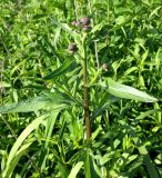 Cirsium setosum