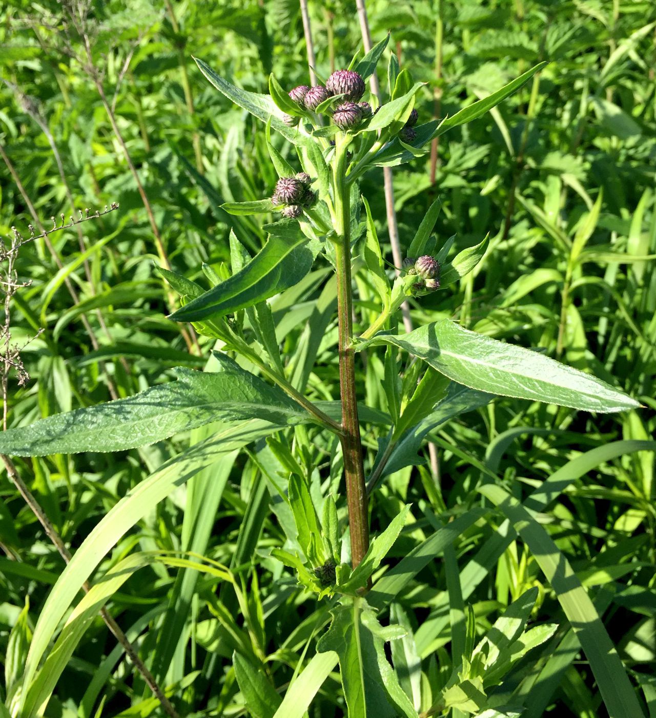 Изображение особи Cirsium setosum.