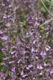 Teucrium chamaedrys