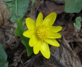 Ficaria verna