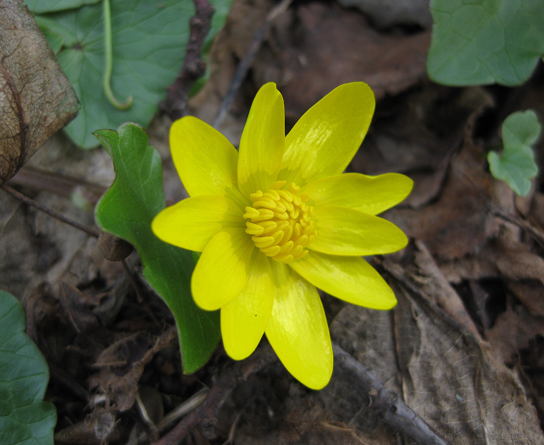 Image of Ficaria verna specimen.