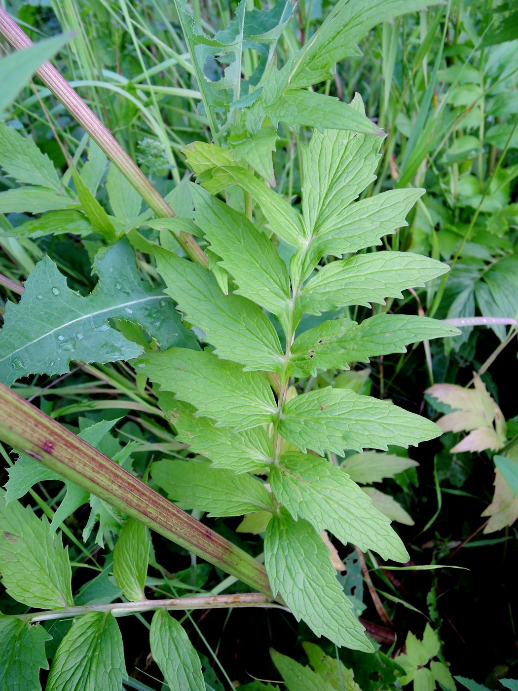 Изображение особи Valeriana officinalis.