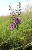 Verbascum phoeniceum