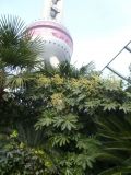 Fatsia japonica