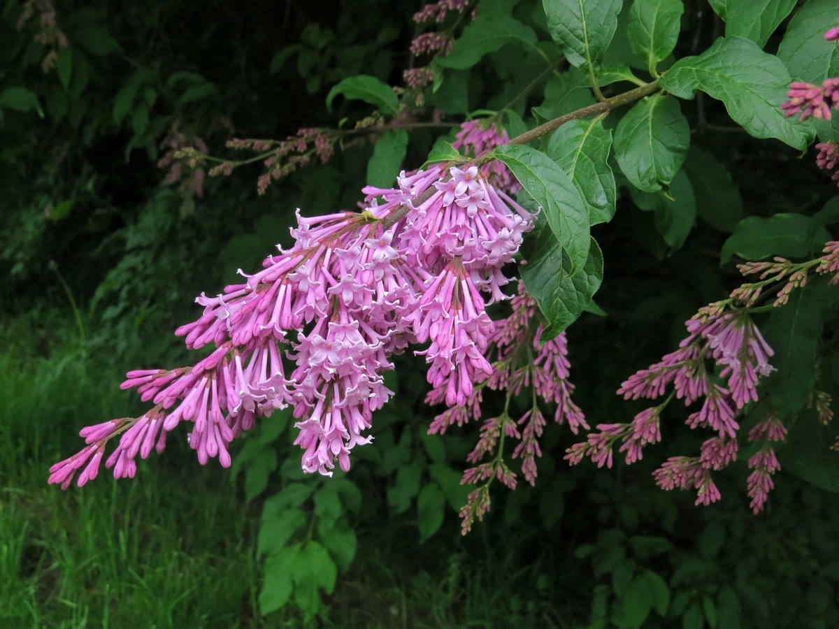 Image of genus Syringa specimen.