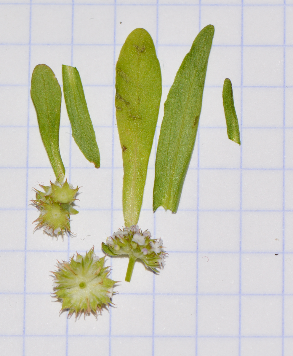 Image of Valerianella coronata specimen.