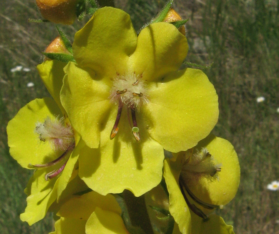 Изображение особи Verbascum spectabile.