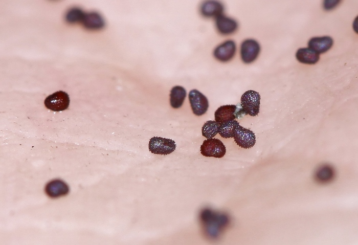 Image of Sagina japonica specimen.