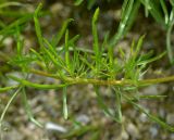 Reseda lutea