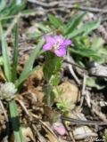 Legousia hybrida